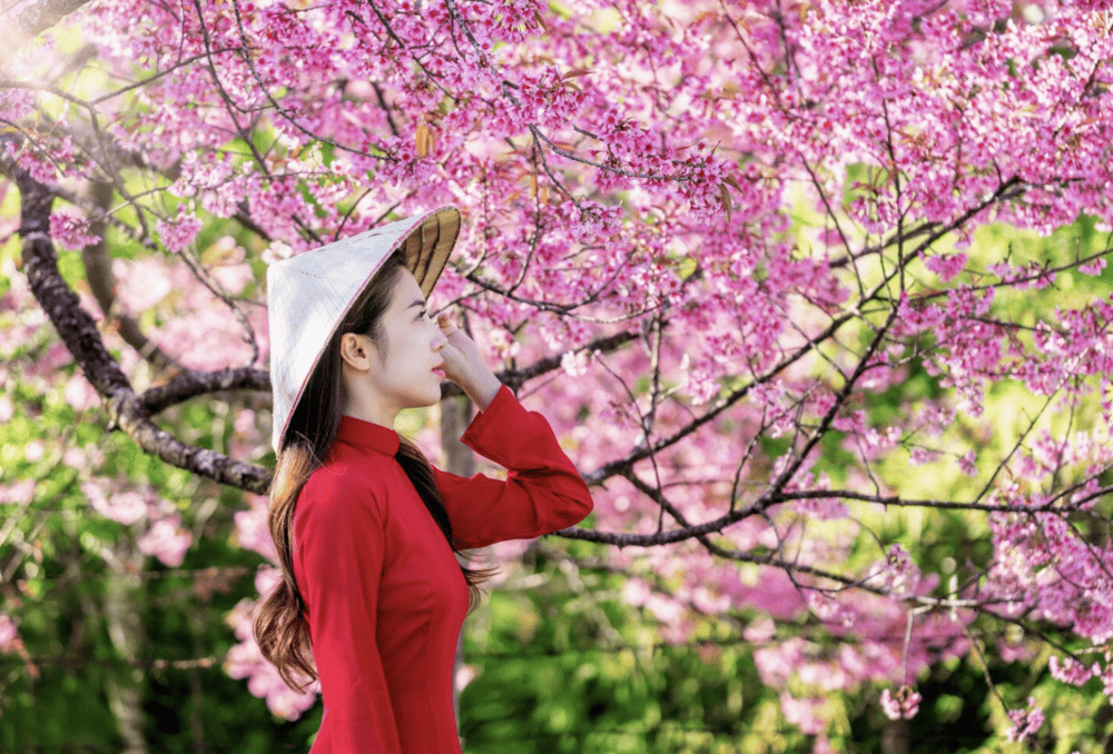 Spring in Vietnam is mild, festive, and full of blooming flowers—perfect for travel https://www.freepik.com/free-photo/woman-wearing-vietnam-culture-traditional-cherry-blossom-park_13181000.htm#fromView=search&page=1&position=1&uuid=0c49ca53-f490-453c-92b5-6e4c2e84635e&query=spring+vietnam